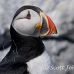 puffin_atlantic_msi_h_2671_can2057.jpg